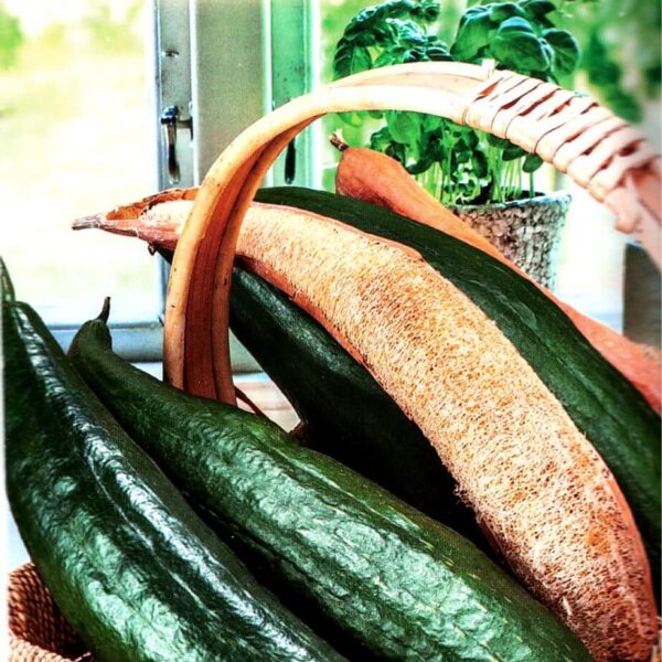 Luffa mag